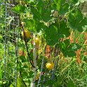 Cucurbita pepo 'Small Orange' (3)